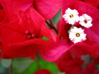 �u�[�Q���r���A