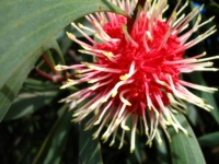 �s���N�b�V�����E�n�P�A