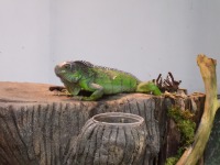 �J�����I��