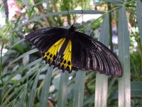 �o�^�t���C�E�t�@�[��